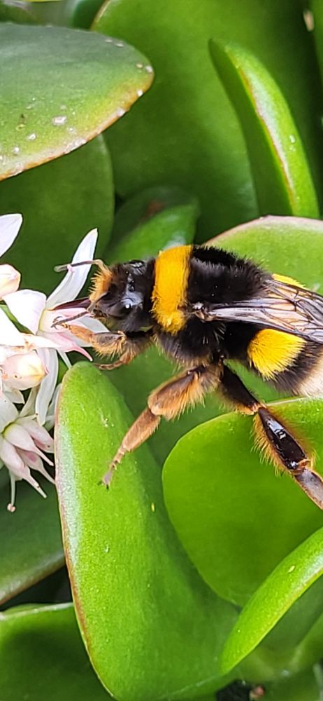 Busy bee, Saõ Miguel, Azores.