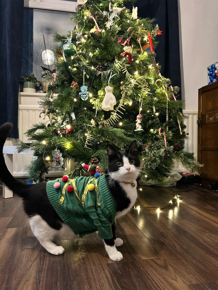 Black and white cat wearing a green cardigan, standing in front of a Christmas tree