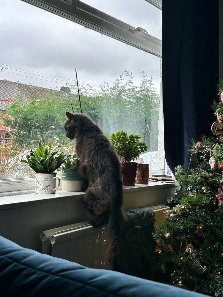 Large black cat standing on a radiator to look out of a window 