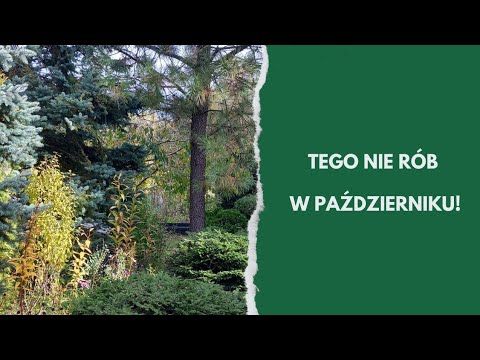 10 błędów ogrodniczych w październiku – uniknij ich, zanim będzie za późno!