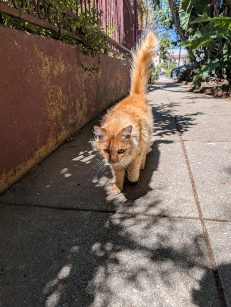 Long haired pale orange cat walking toward the camera with his tail raised in a friendly manner. He is dappled by sunlight coming through the shadows of leaves above him.