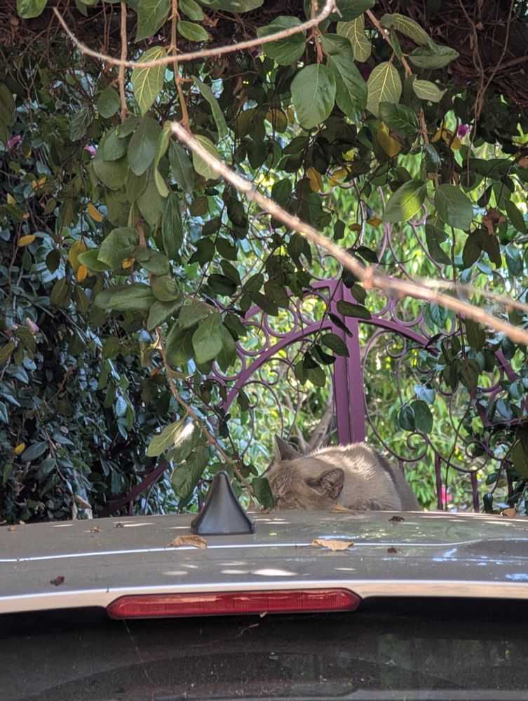 A sleepy white and gray cat laying atop the roof of an SUV, her face partially obscured by a leaf.