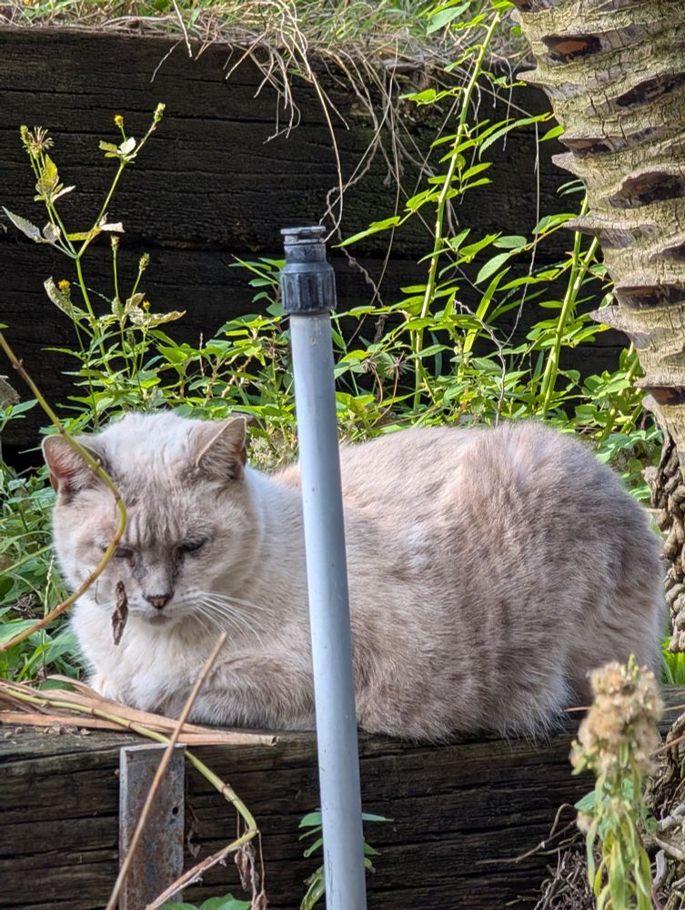 A short haired white cat sitting on an old wooden retaining wall in a green garden with their eyes mostly shut cause they hate showing their beautiful blue eyes to the camera. A sprinkler pole sits in the foreground.