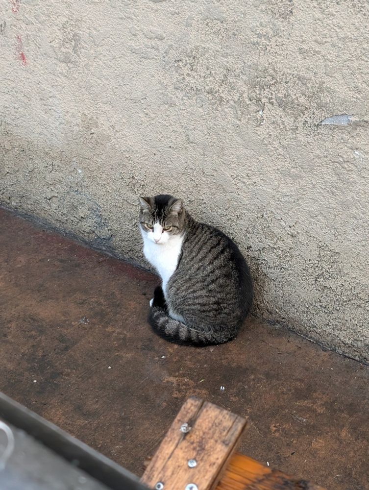 A short haired tabby cat with a gray back covered in black stripes and a white belly with a white lower face sits next to a stucco wall.