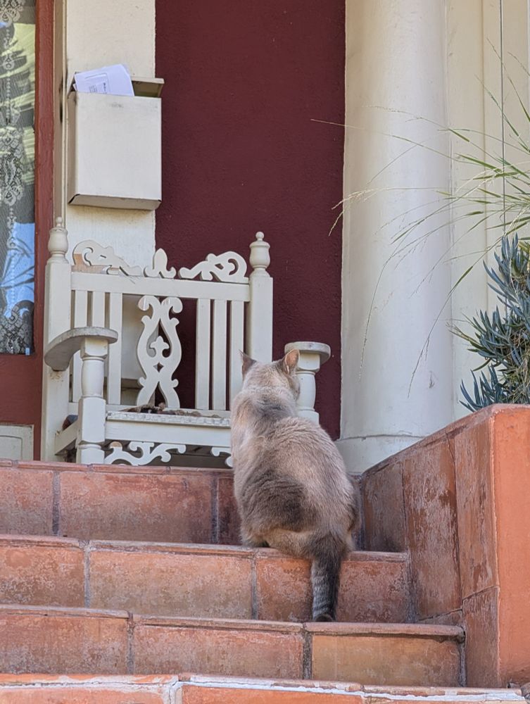 A white and gray cat sitting on red steps in front of a red and white house with her back turned to the camera because she is too cool for photos