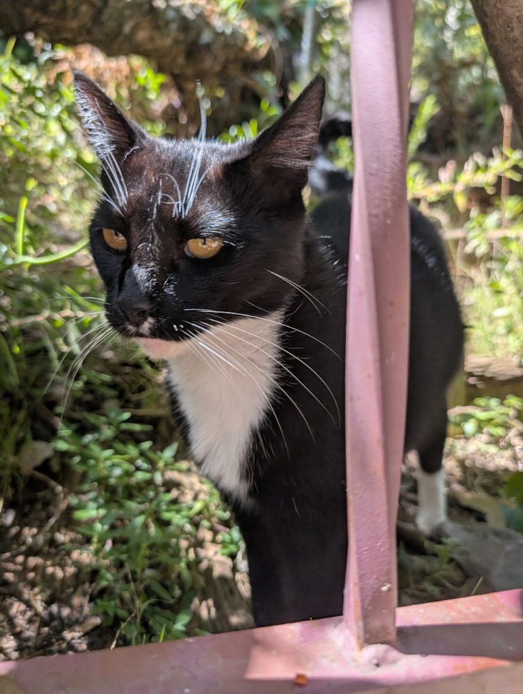 A handsome tuxedo cat looking dubiously at the camera
