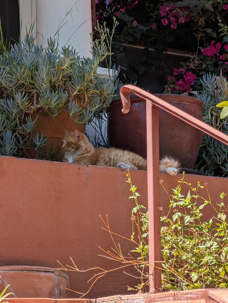 A long haired orange and white cat sitting on a red garden wall with potted plants around him