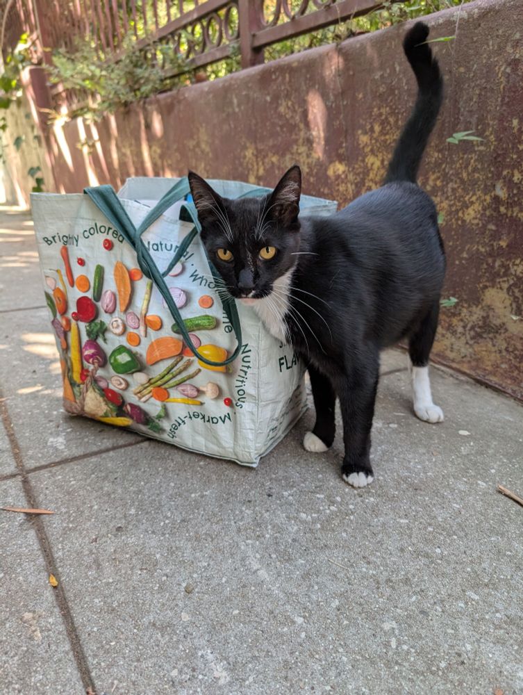 A tuxedo cat standing on the sidewalk, rubbing against a reusable grocery store bag. He is looking directly at the camera.