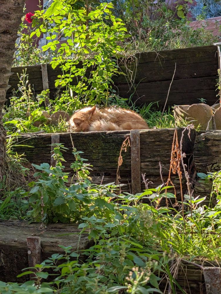 A long haired orange and white cat curled up in a sunbeam in a garden.