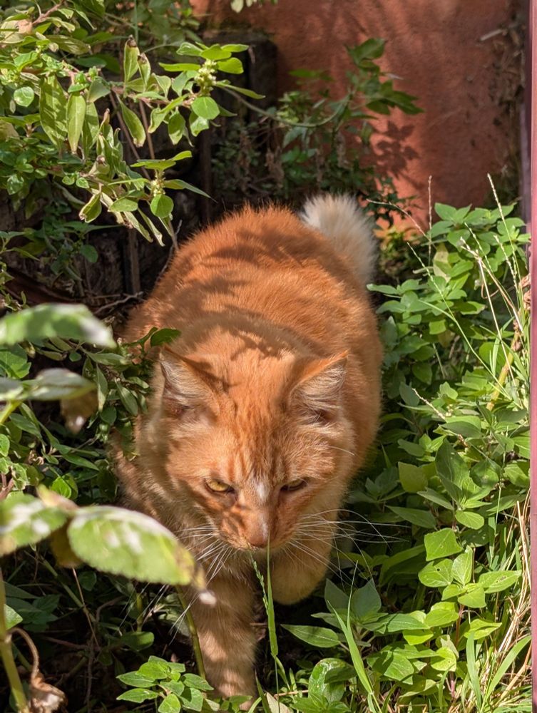 A chubby long haired orange and white cat walks toward the camera among greenery.