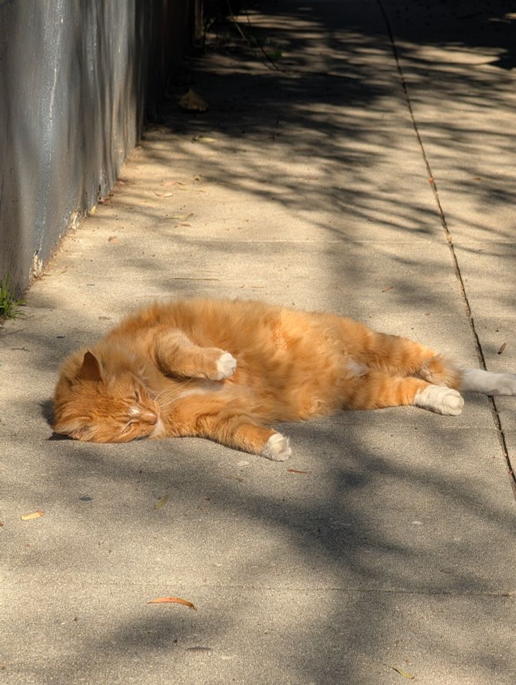 A long haired orange and white cat lays on the sidewalk with his fluffy belly out toward the sun.