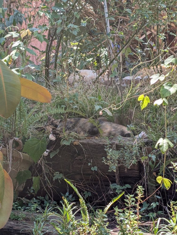 A short haired calico cat lays in a tiered garden surrounded by greenery. Behind her, on an upper tier hidden by greenery are a curled up long haired orange cat and a long haired orange and white cat sprawled on his side.