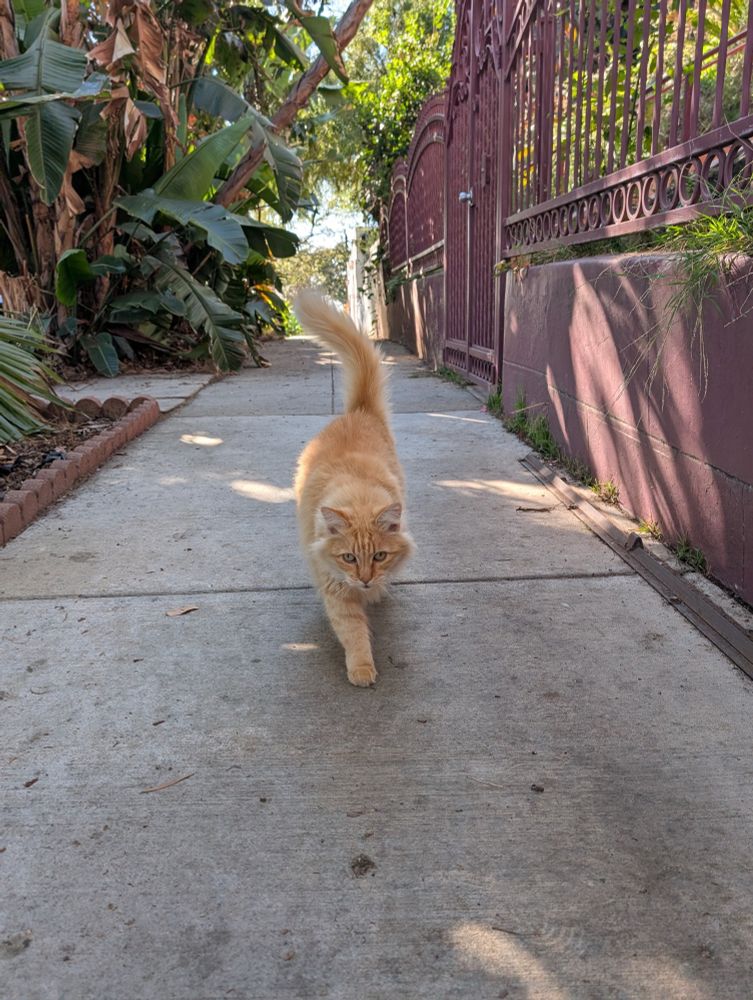 A long haired orange cat walks toward the camera