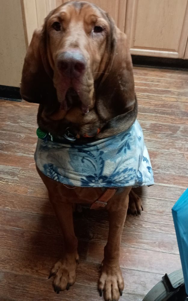 Red and brown Bloodhound wearing a blue fleece jacket sitting in a kitchen with a hardwood floor. 