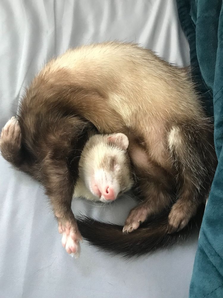A ferret sleeping in a position that curves his spine almost into a perfect circle. One of his front paws is outstretched with the elegance of a dancer really giving them the old razzle dazzle