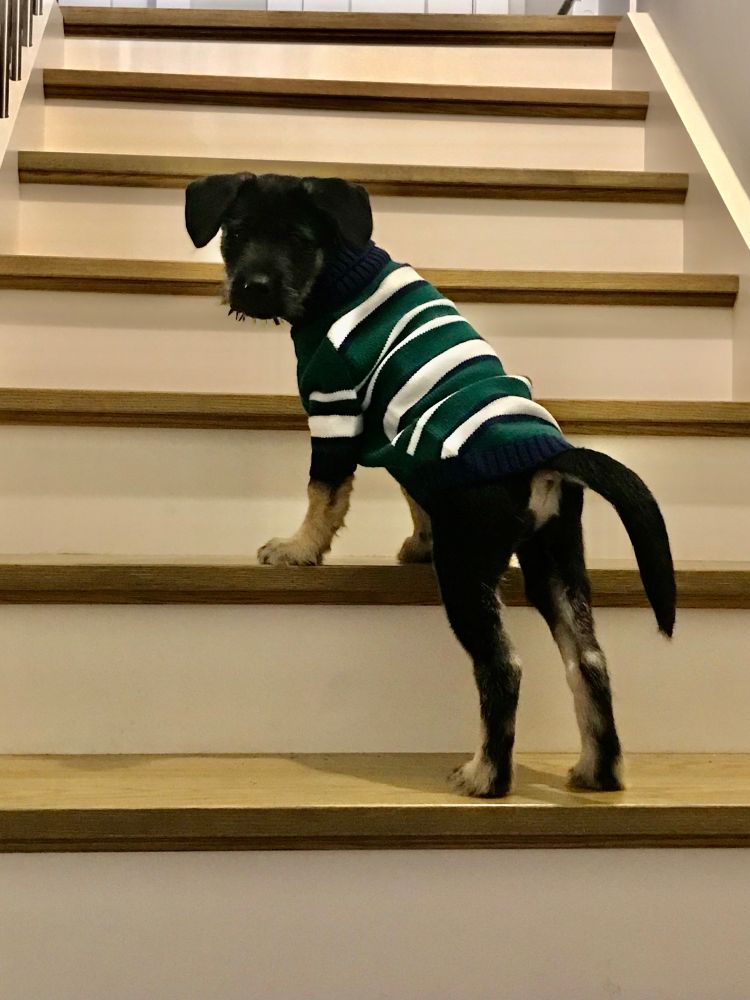 A black and tan puppy looking backward on a staircase. He's wearing a green, blue, and white striped sweater