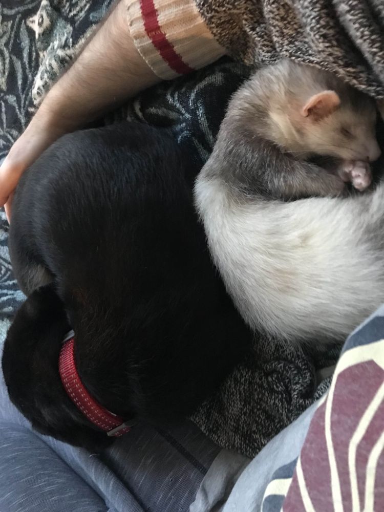 A black puppy with floppy ears, tan legs, and large paws and a cinnamon sable ferret. They are sleeping curled up with their backs pressed to each other.