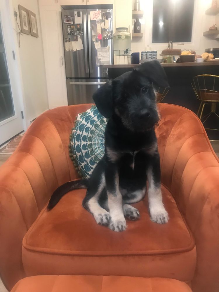 A puppy with black fur and tan legs, floppy ears, and a little beard sits on an orange chair. His head is cocked and he's looking expectantly at the camera.
