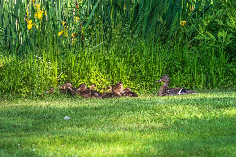 Group of baby ducks sitting in the sun near a pond with mother duck next to them. 
