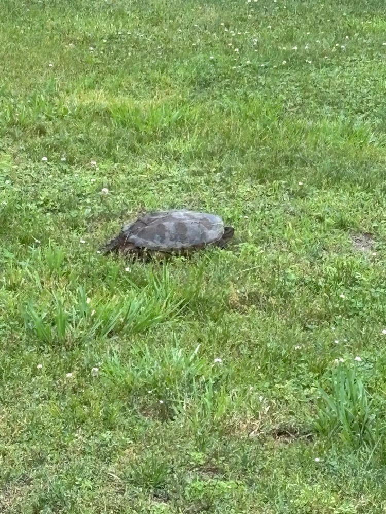Snapping turtle walking across a yard of green grass after laying eggs. 