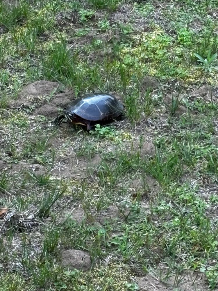 Turtle laying eggs 