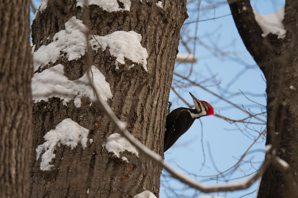 female Pileated Woodpecker in tree with branches and snow around her 