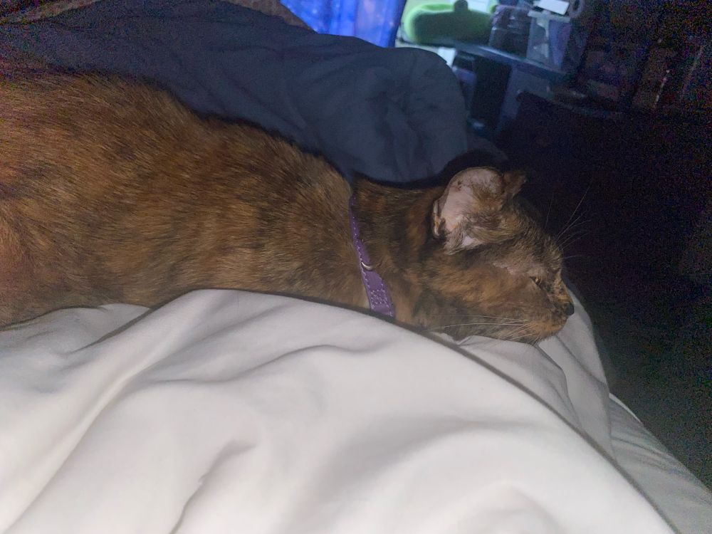 A tortie cat with a purple collar lies on a pillow with a white sheet. Her eyes are mostly closed and she’s laying flat