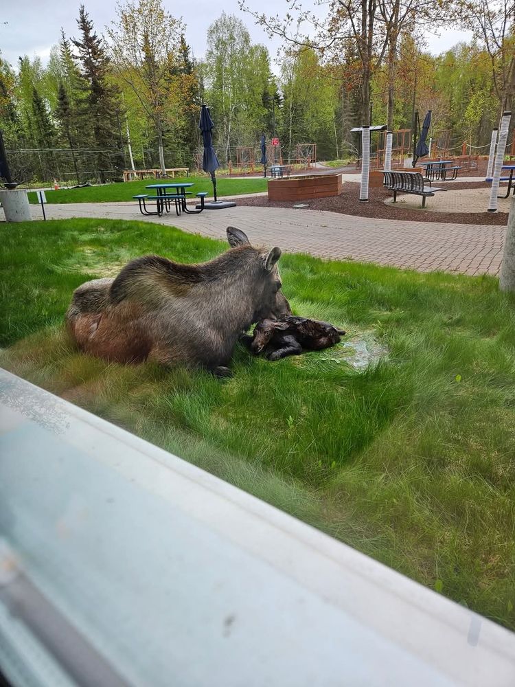 Mama moose tending to newborn 