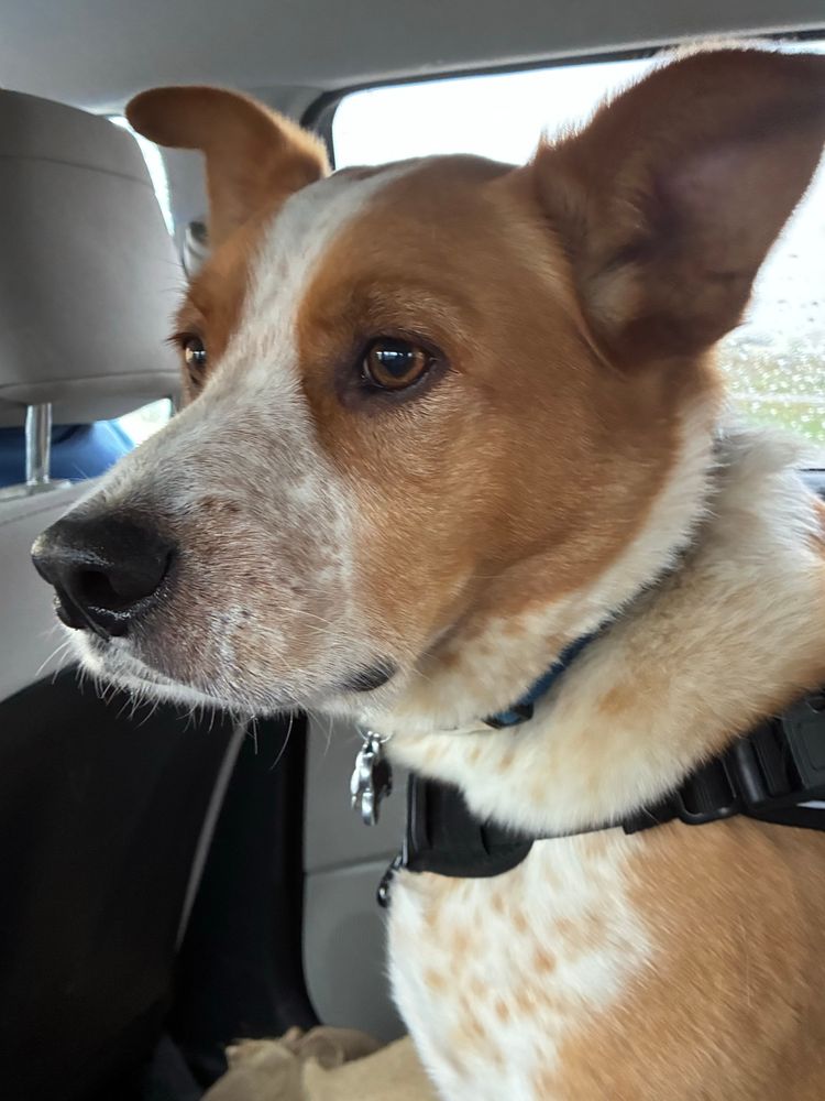 A ginger border collie mix sitting in a car, ears up and alert.