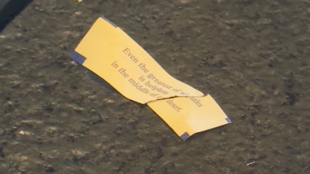 Fortune cookie slip with the words “even the greatest of whales is helpless in the middles of the desert”