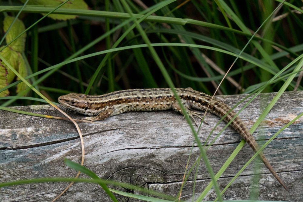 Adult Common Lizard basking on a fence slat at Ballykinler beach