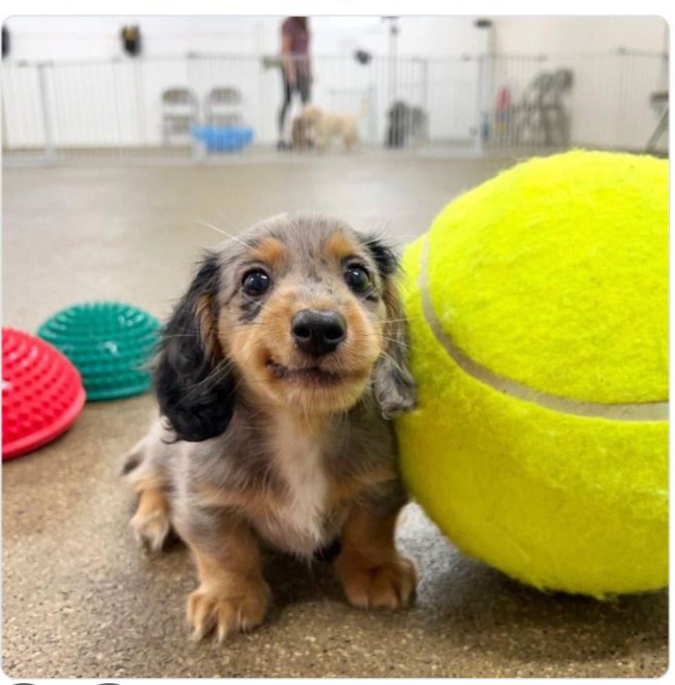 En 14/10-hund med en tennisboll, vilket ska få tennisintressade mellanchefer mjukare till sinnes gentemot söta vovvar