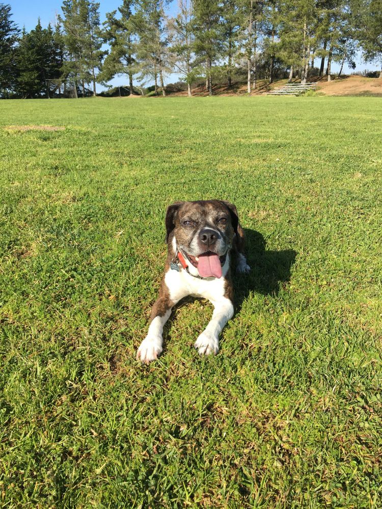 Brindle dog sitting in a field with his tongue out 