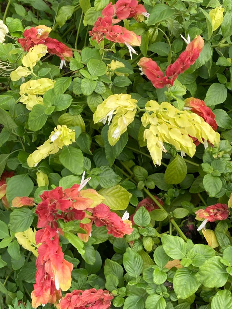 コエビソウという植物。葉がえびの身体、苞がえびのしっぽのようになっている。だいぶん面白い