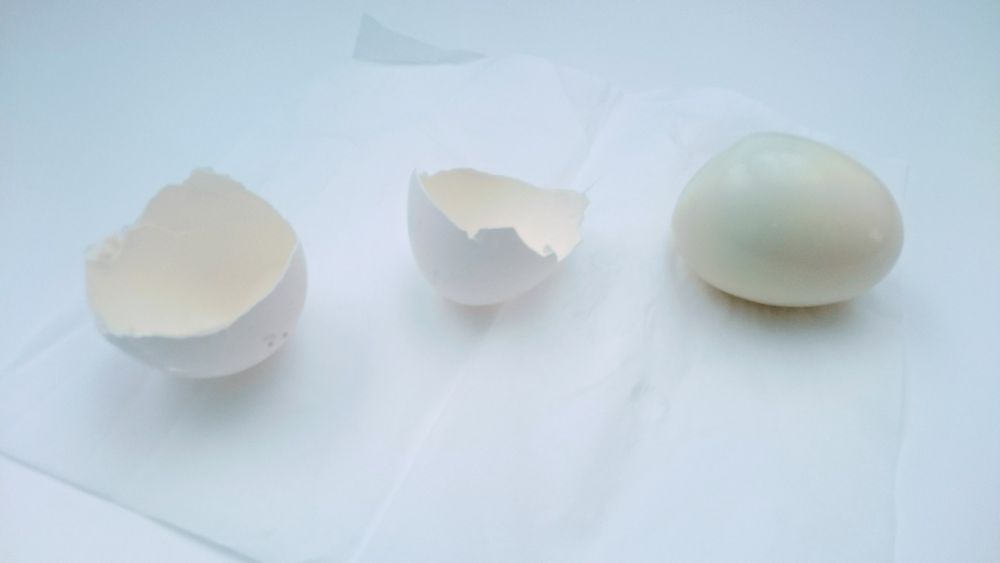 2 halves of eggshell cracked open and  the hard-boiled egg that was inside on a white background
