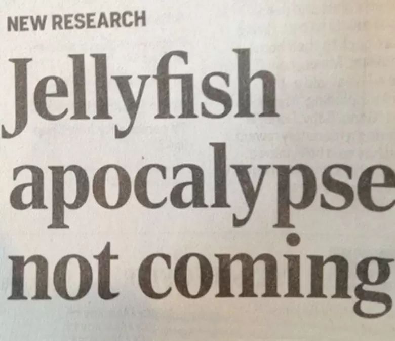 a headline reading "Jellyfish apocalypse not coming "