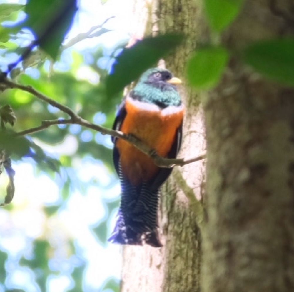 A male trogon, with a black and white striped tail, red breast and green head sits in a tree.