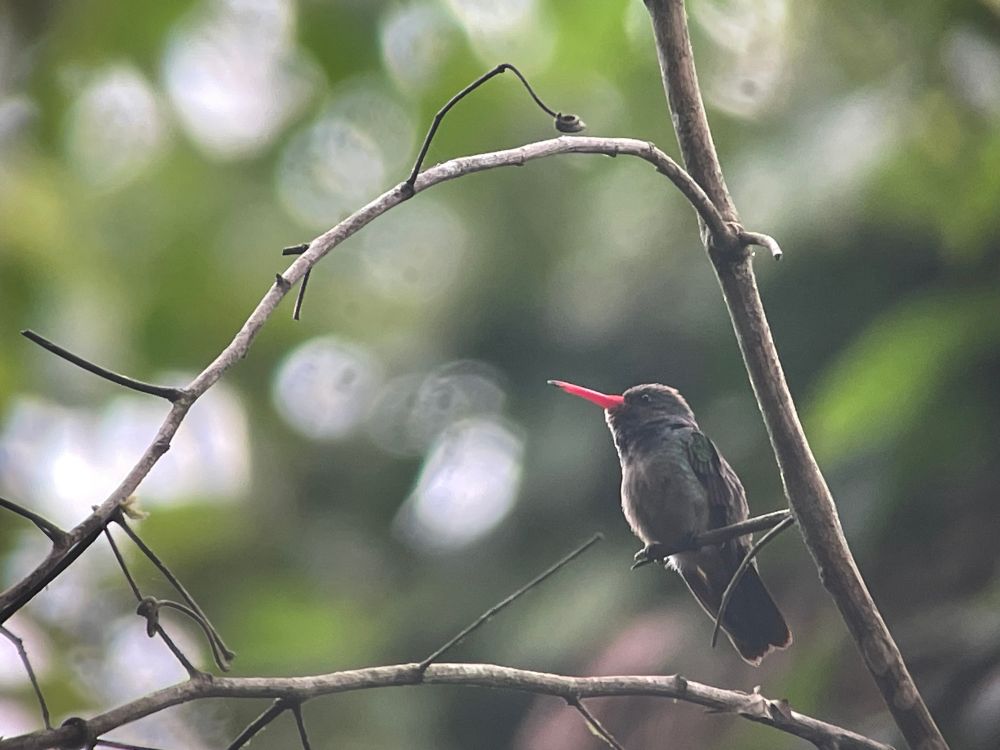 A small brown hummingbird with a red beak perches on a stick against a background of leaves.