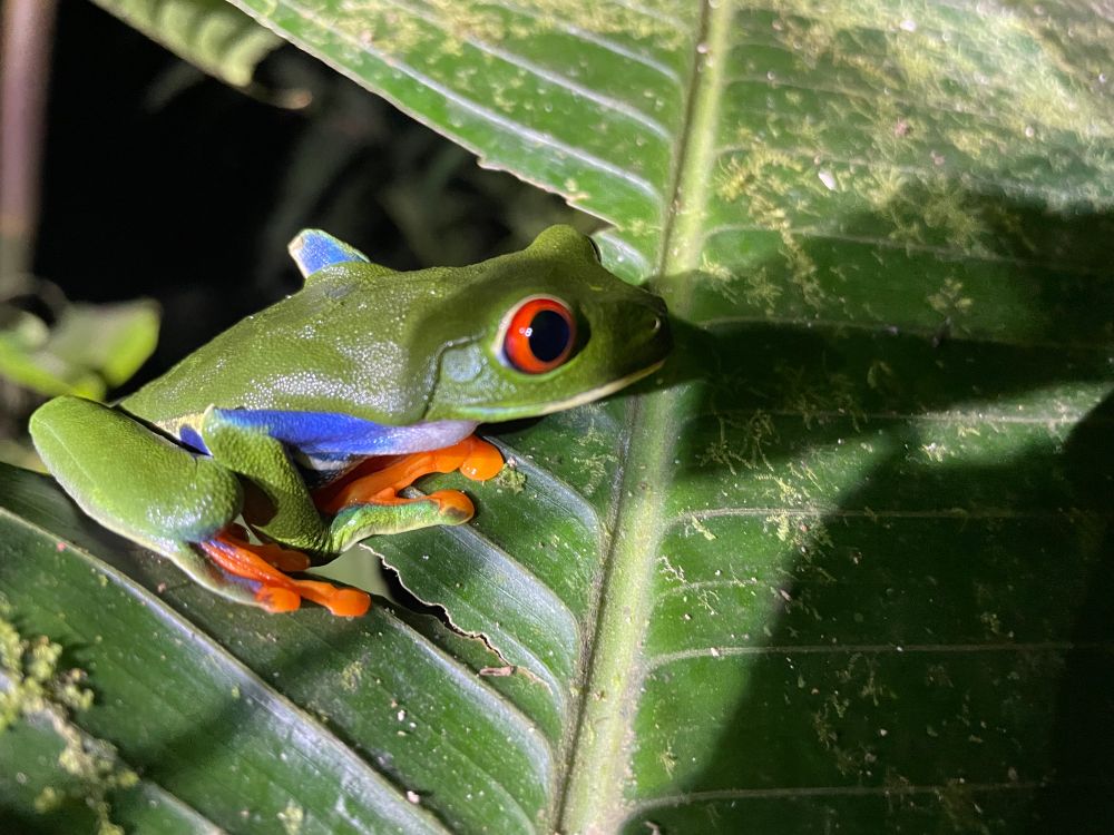 A green tree from with blue on its legs, orange feet and red eyes sits on a green leaf.
