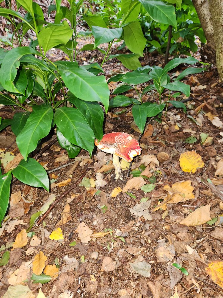 Red and white toadstool