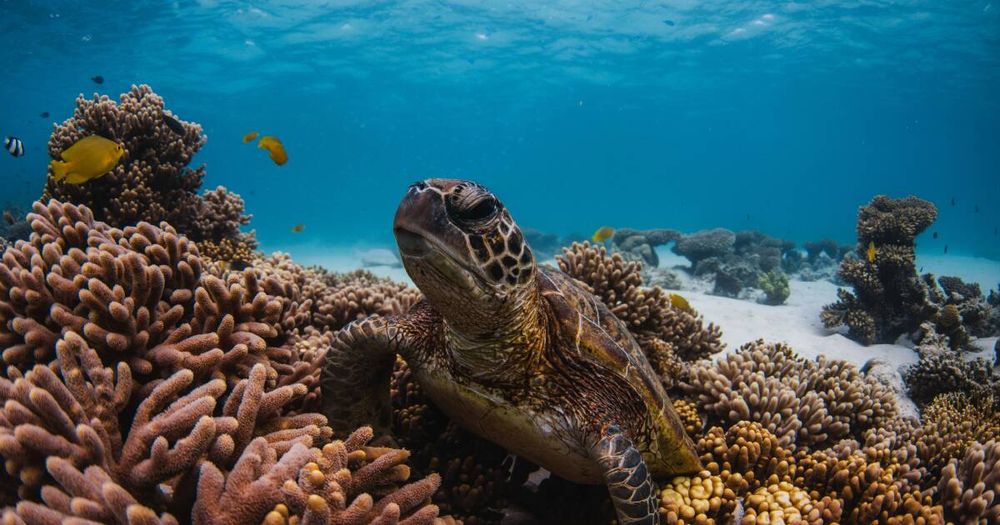 Australia's other great coral reef is choking. And nobody's watching