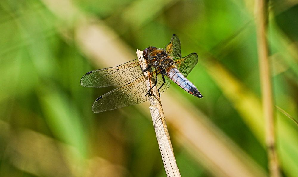 Male Scarce Chaser settled on a reed. Blue abdomen, last two segments are black. Wings flat, angled forward. A sunny day. 