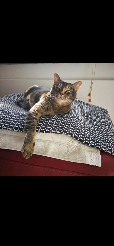 Majken the cat who is now in heaven 😥 