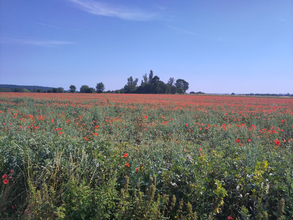 A poppy seed field in Denmark 