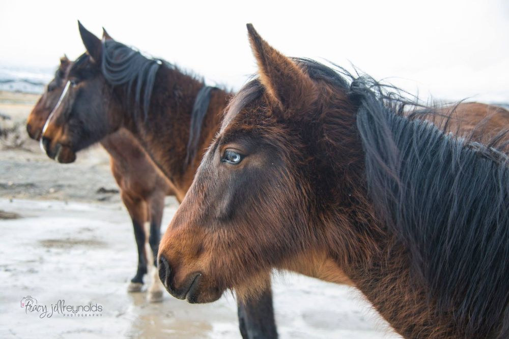 Wild Mustangs in South Reno, Nevada