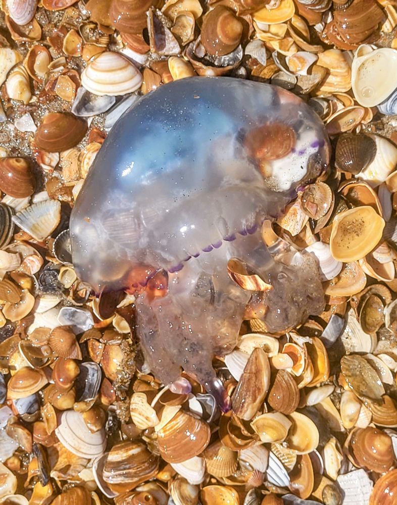 Aangespoelde Zeepaddenstoel op het strand. Doorzichtig blauw met paarse rand.
Hij ligt op schelpen.