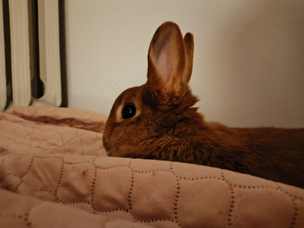 falafel laying down on a blankie