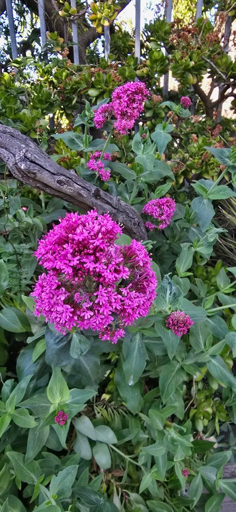 A vibrant cluster of small purple-pink flowers blooms amidst lush green foliage, with a weathered tree branch and metal fence in the background, creating a contrast of natural beauty and rustic structure.