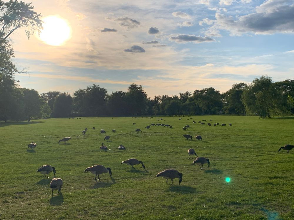 A picture of Canadian geese flocking 