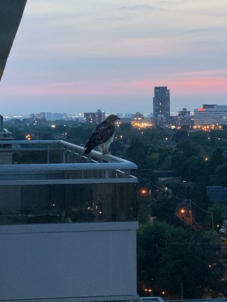 Picture of a hawk on a balcony overlooking Toronto at evening 